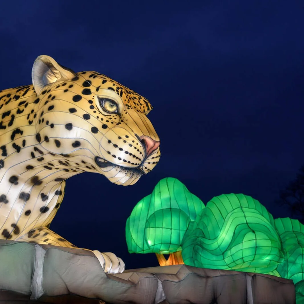 Leopard lantern sculpture in a night zoo light trail